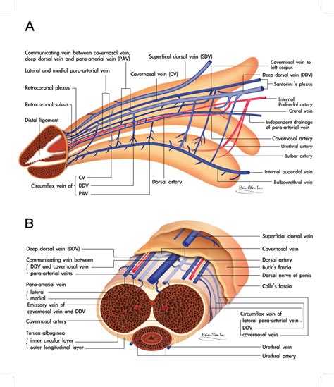 penise pic|Human penis .